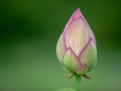 Atelier Nidrâ Yoga – Dhṛti