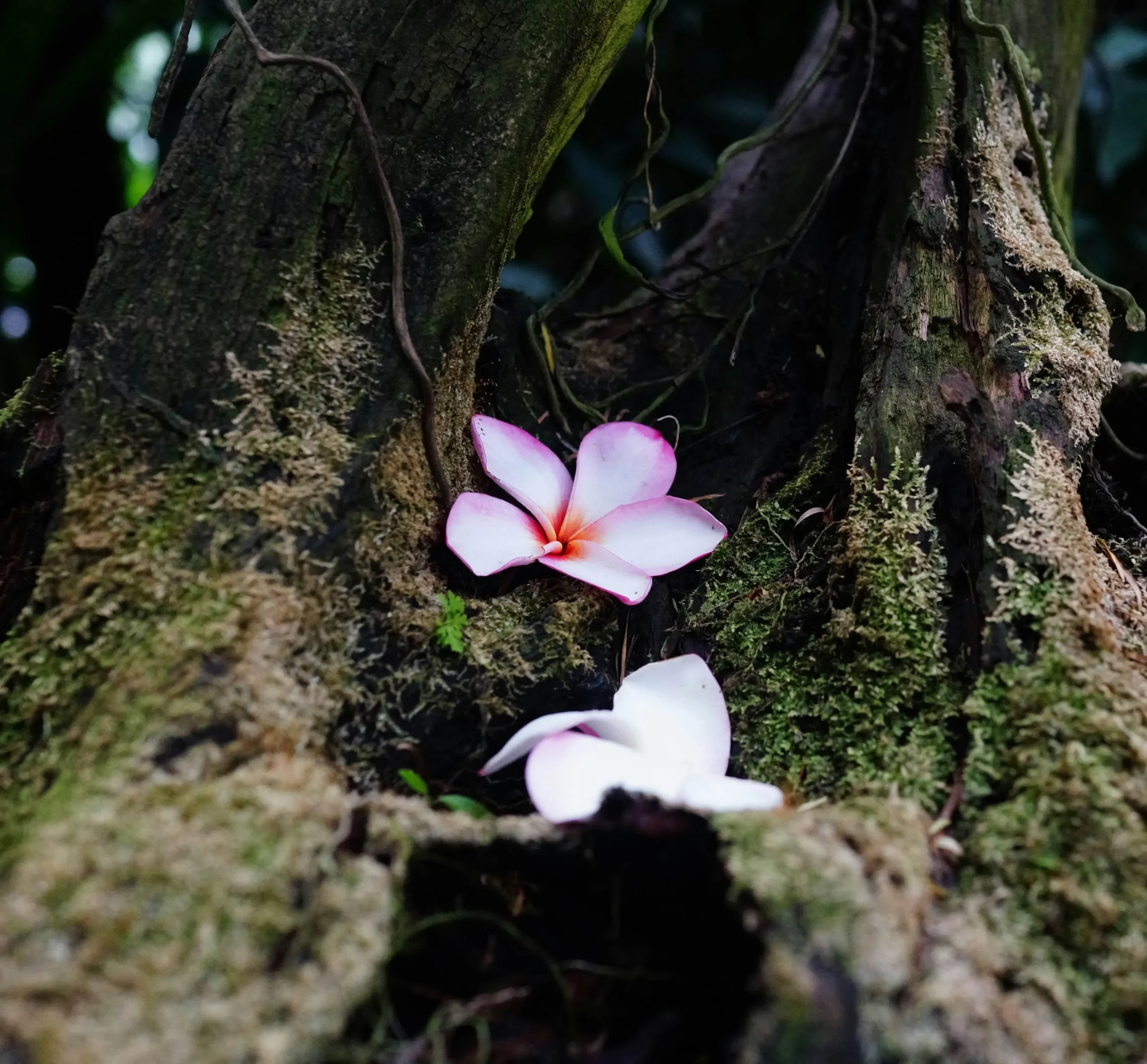 Nidrâ Yoga workshop in Nîmes – Brahma Granthi